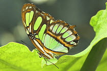 Malachite Butterfly (Siproeta stelenes) forest near Napo River, Amazonia, Ecuador