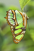 Malachite Butterfly (Siproeta stelenes) forest near Napo River, Amazonia, Ecuador