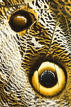 Close up of eye on wing of Owl-eye Butterfly (Calligo eurilochus). Forests of Napo River, Ecuador