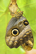 Owl-eye Butterfly (Calligo eurilochus) shortly after emergence from coccoon. Forests of Napo River, Ecuador