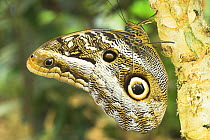 Owl-eye Butterfly (Calligo eurilochus). Forests of Napo River, Ecuador