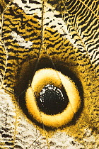Close up of eye on wing of Owl-eye Butterfly (Calligo eurilochus). Forests of Napo River, Ecuador
