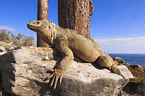 Santa Fe Land Iguana (Conolophus pallidus) basking in morning sunlight. Isla Santa Fe, Galapagos Islands.