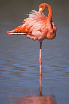 Galapagos race of Greater Flamingo (Phoenicopterus ruber ruber) stading on one leg, preening in lagoon. Isla Floreana, Galapagos Islands.
