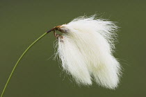 Common Cotton Grass (Eriophorum augustifolium). Isle of Mull, Scotland.