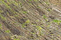 Hexagonal lava formations, Isle of Staffa, off the Isle of Mull, Inner Hebrides, Scotland, UK