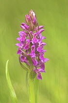 Northern Marsh Orchid (Dactylorhiza purpurella} Isle of Mull, Inner Hebrides, Scotland, UK