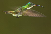 Andean Emerald Hummingbird (Amazilia franciae) hovering, Tandayapa Valley, Andes, Ecuador.