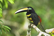 Many-banded Aracari (Pteroglossus pluricinctus) in rainforest canopy, Napo River, Amazonia, Ecuador.