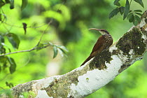 Long-billed Woodcreeper (Nasica longirostris) in forest canopy along Napo River, Ecuador.