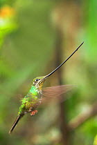 RF- Sword-billed Hummingbird (Ensifera ensifera) flying, Yanacocha montane forest, Ecuador. (This image may be licensed either as rights managed or royalty free.)