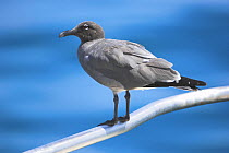 Dusky / Lava Gull (Leucophaeus fuliginosus) hitching ride on boat. Galapagos Islands.