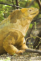 Galapagos Land Iguana (Conolophus subcristatus). Urvina Bay, Isla Isabella, Galapagos Islands.