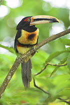 Pale-mandibled Aracari (Pteroglossus erythropygius). Rainforest canopy, Napo River, Amazonia, Ecuador.