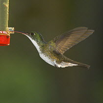 Andean Emerald (Hummingbird) (Amazilia franciae) feeding from feeder, Tandayapa Valley, W. Andes, Ecuador.