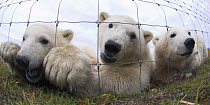 Polar Bear Cubs (7-8 months) (Ursus maritimus) investigating photographer through wire fence. Lodge on the shores of Hudson Bay, Canada (Sept).