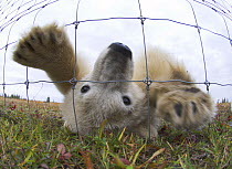 Polar Bear Cub (7-8 months) (Ursus maritimus) investigating photographer through wire fence. Lodge on the shores of Hudson Bay, Canada (Sept).