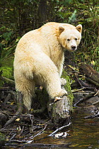 Spirit Bear or Kermode Bear - white morph of Black Bear (Ursus americanus kermodei). Along stream shore. Princes Royal Island, Great Bear Rainforest, British Columbia, Canada.