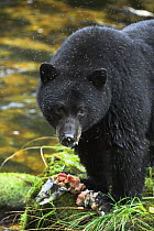 Black bear {Ursus americanus} feeding on fish, Princes Royal Island, Great Bear Rainforest, British Columbia, Canada.