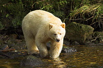 Spirit Bear or Kermode Bear - white morph of Black Bear (Ursus americanus kermodei). Prowling for salmon along stream. Princes Royal Island, Great Bear Rainforest, British Columbia, Canada.