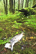 Corpses of Pink Salmon (Oncorhynchus gorbuscha) discarded by Black Bears and left in forest on Princess Royal Island, great Bear Rainforest, British Columbia, Canada.