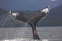 RF- Humpback Whale (Megaptera novaeangliae) waving and slapping its flukes (tail) in water. off Princess Royal Island, Great Bear Rainforest, British Columbia, Canada. (This image may be licensed eith...
