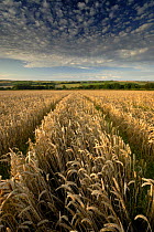 Ripe wheat field ready for harvest, near Bradworthy, Devon, UK