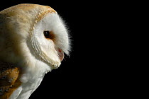 Barn owl {Tyto alba} (captive), Cornwall, UK