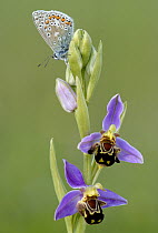 Common blue butterfly {Polyommatus icarus} resting on Bee orchid {Ophrys apifera}, Bude, Cornwall.
