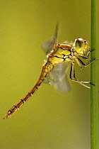 Common darter dragonfly {Sympetrum striolatum} Cornwall, UK