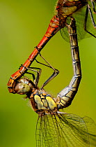 Close up of Common darter dragonfly {Sympetrum striolatum}, mating pair, Cornwall, UK