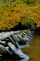Tarr Steps across the River Barle in autumn, nr Withypool, Exmoor NP, Somerset, UK.