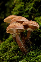 Toadstools of Honey fungus {Armillaria mellea}, Shaugh Bridge, Dartmoor NP, Devon, UK.