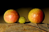 Cherry Gall of Pincushion gall wasp {Diplolepis rosae} on Oak leaf {Quercus robur} underside, Dartmoor NP, Devon, UK.