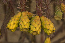 Cholla / Prickly pear Cactus Fruit (Opuntia spp.) Sonoran Desert, Arizona, USA