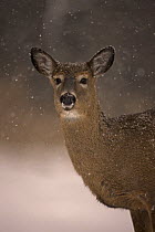 White-tailed Deer (Odocoileus virginianus) female in snow, New York, USA