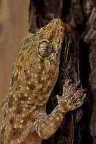 Mediterranean / Turkish Gecko (Hemidactylus turcicus) Louisiana, USA. Introduced to SE USA