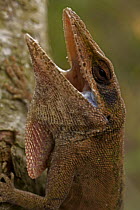 Green Anole (Anolis carolinensis) defensive posture with mouth open, Louisiana, USA