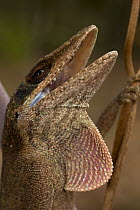 Green Anole (Anolis carolinensis) defensive posture with mouth open and dewlap extended, Louisiana, USA
