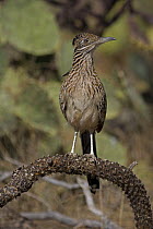 Greater Roadrunner (Geococcyx californianus)  perched on cholla cactus branch, Arizona, USA
