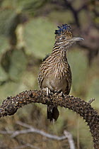 Greater Roadrunner (Geococcyx californianus)  perched on cholla cactus branch with crest displayed, Arizona, USA