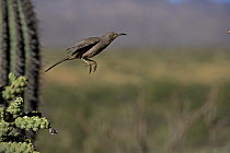Curve-billed Thrasher (Toxostoma curvirostre) flying, Arizona