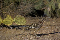 Greater Roadrunner (Geococcyx californianus)  Arizona, USA