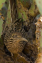 Greater Roadrunner (Geococcyx californianus) Roosting in the evening in prickly pear cactus, Arizona, USA