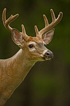 White-tailed Deer (Odocoileus virginianus) young buck in late summer with antlers in velvet, New York, USA