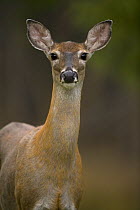 White-tailed Deer (Odocoileus virginianus) female, New York, USA
