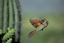 Pyrrhuloxia (Cardinalis sinuatus) Male flying, Arizona, USA