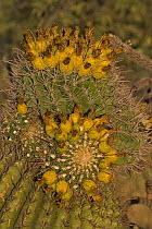 Fishhook / Arizona / Compass Barrel Cactus (Ferocactus wislizeni) Unusual growth form, with fruit, Sonoran Desert, Arizona, USA