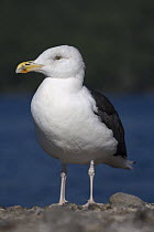 Greater Black-backed Gull (Larus marinus) New York, USA