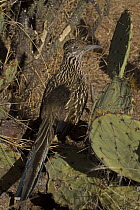 Greater Roadrunner (Geococcyx californianus) in prickly pear cactus, Arizona, USA
